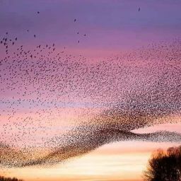 La noche estrellada de Van Gogh